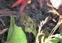 ZZ_ZZXYX_F2171_Z_75_Les Gris_Frankrijk